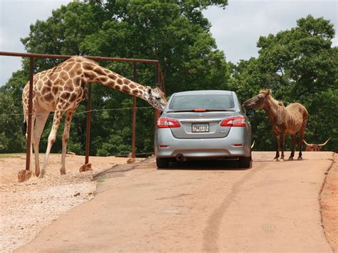 wild safari near me.